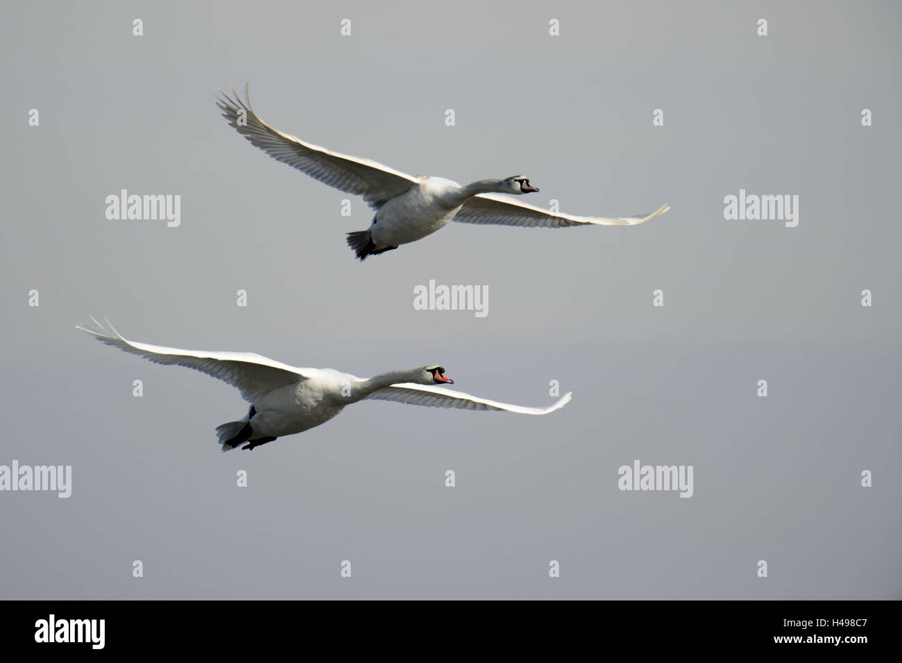 Hump cygnes, voler, deux, Banque D'Images