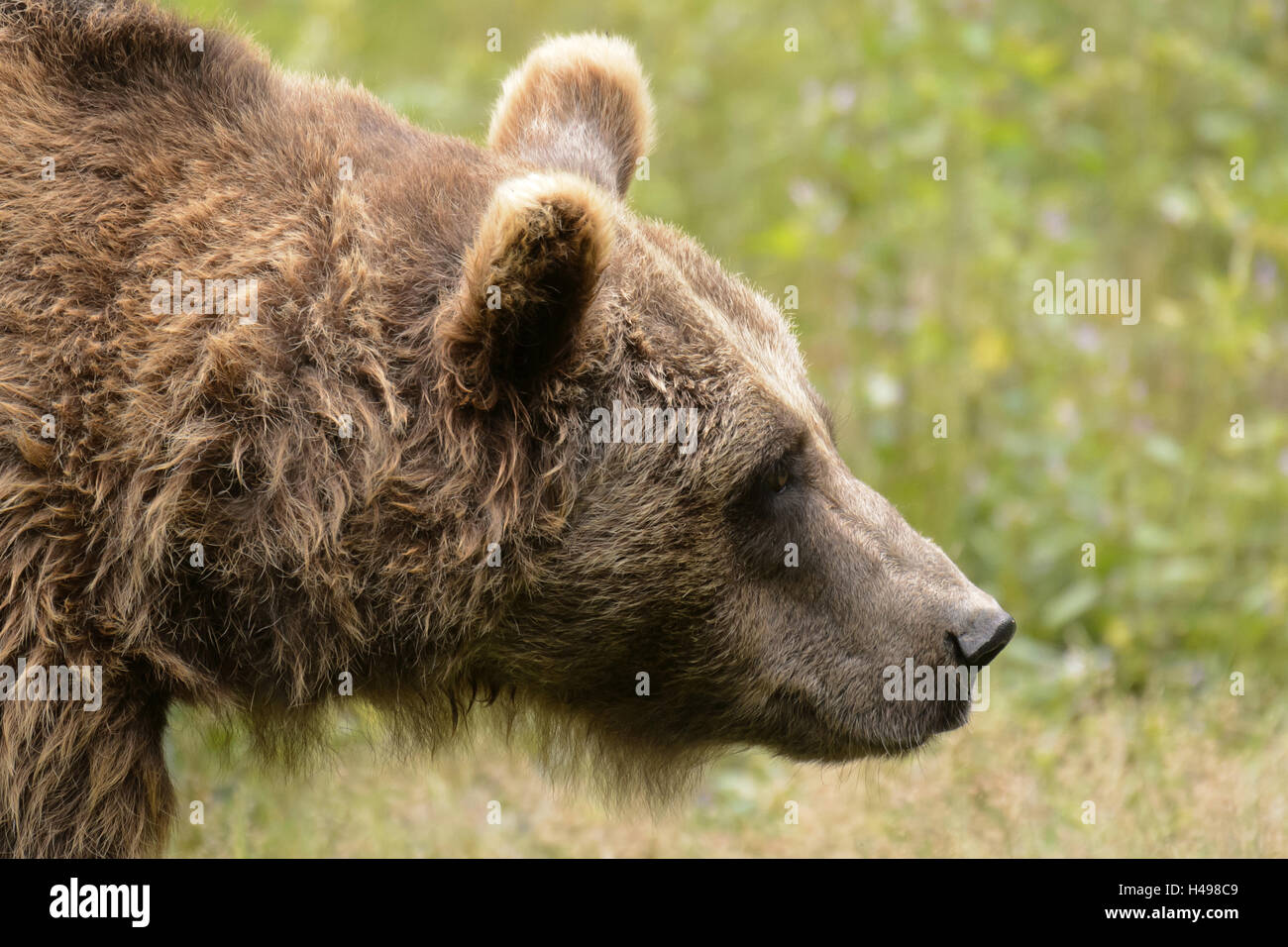 L'ours brun, sur le côté, medium close-up, Banque D'Images