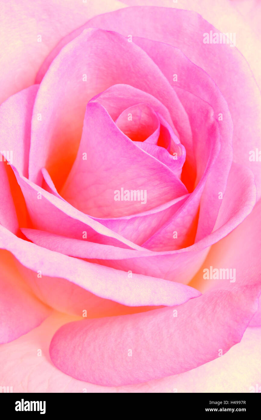 Fleur rose, rose, Close up, noble rose, rose, fleur, fleur, détail, l'esthétique, le charme, l'arôme, charmant, odeur de rose, l'odeur, l'odeur de rose, noblement, développement, fragile, grazil, icône, l'amour, signe de l'amour, la beauté, pétales, feuilles de rose, velouté, complète, entièrement, fragrantly, merveilleusement, Banque D'Images