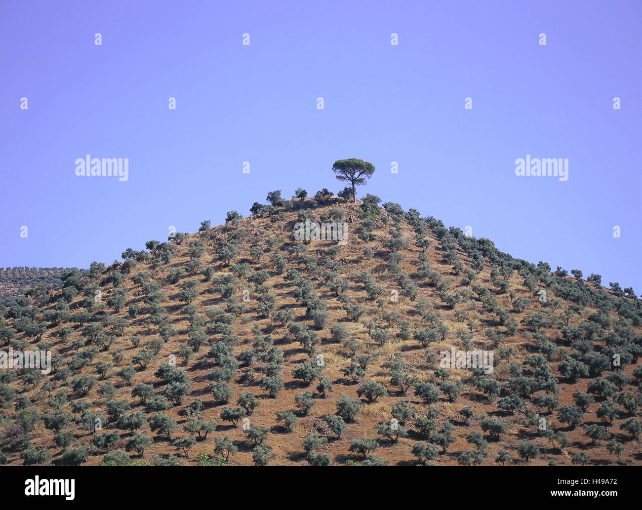 Espagne, Andalousie, Sierra Morena, paysages, hill, oliviers, colline. Arbres, la culture, la culture, la culture de l'olivier, l'huile, l'huile d'olive, de l'économie, de l'agriculture, au niveau régional, de mâchoires, de temps annuel, au début de l'été, juin, déserte, point, Banque D'Images