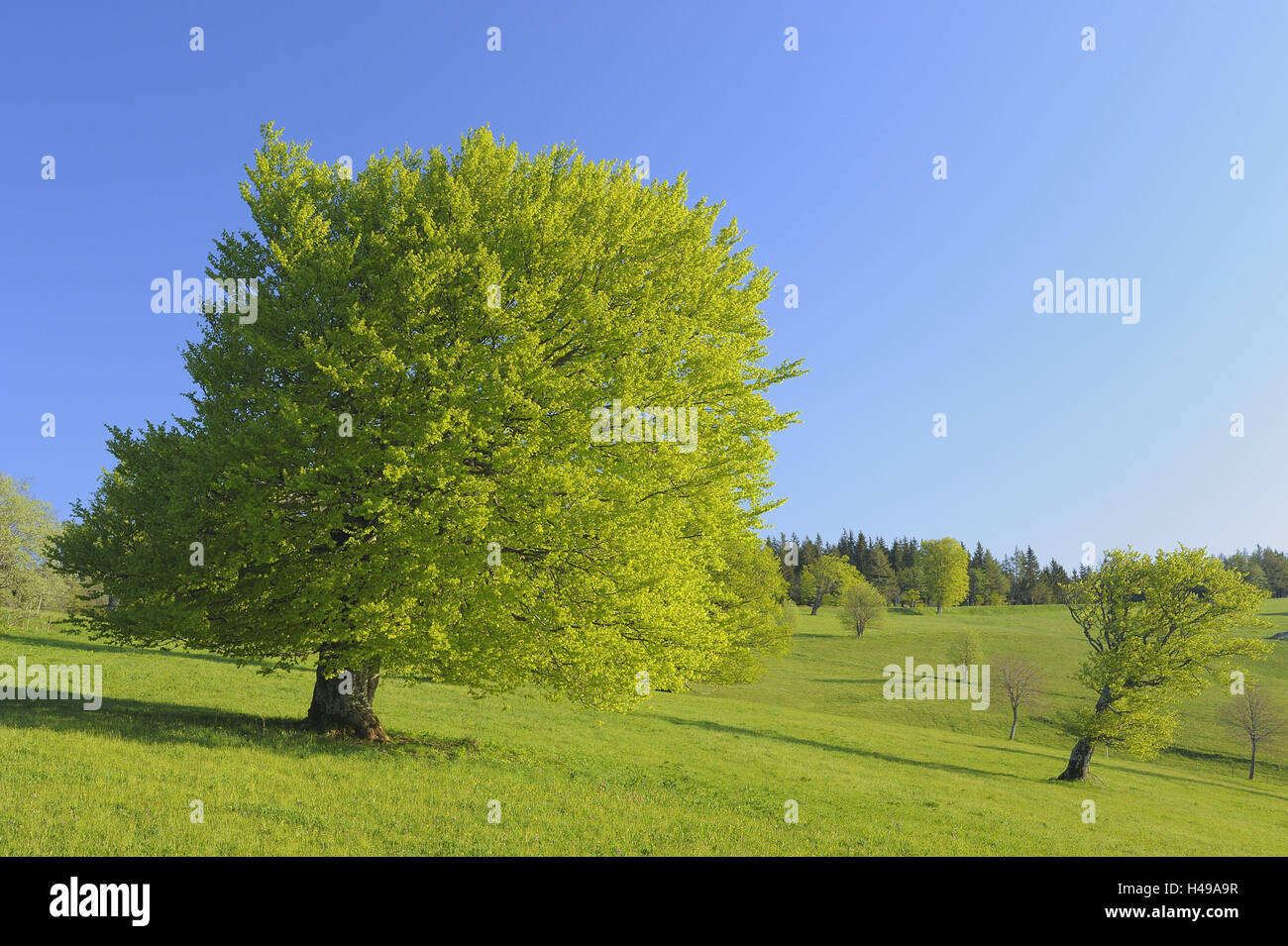Les hêtres, vent de hêtres, Fagus sylvatica, déformées, Allemagne, Bade-Wurtemberg, Forêt Noire, Schauinsland, Banque D'Images