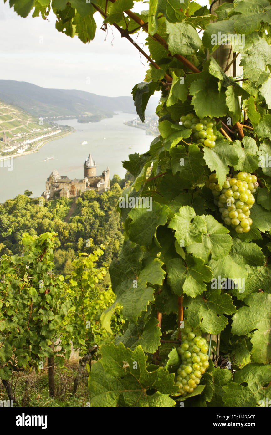 Vignoble, vue, vignes, Château Stahleck, Rhénanie-Palatinat, Allemagne, Banque D'Images