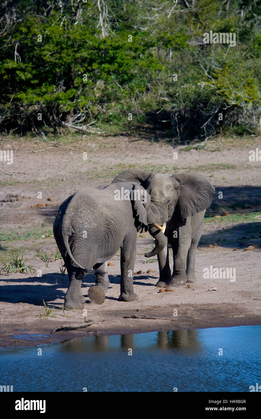 L'Afrique, la Namibie, le parc national de Chobe, rivière Chobe, éléphant, lutte, Banque D'Images