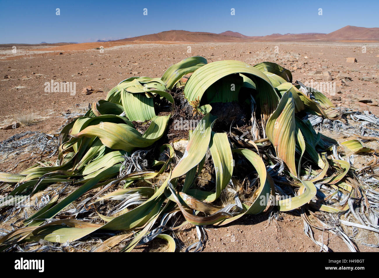 L'Afrique, la Namibie, le Parc National Namib Naukluft, plante Welwitschia, Banque D'Images