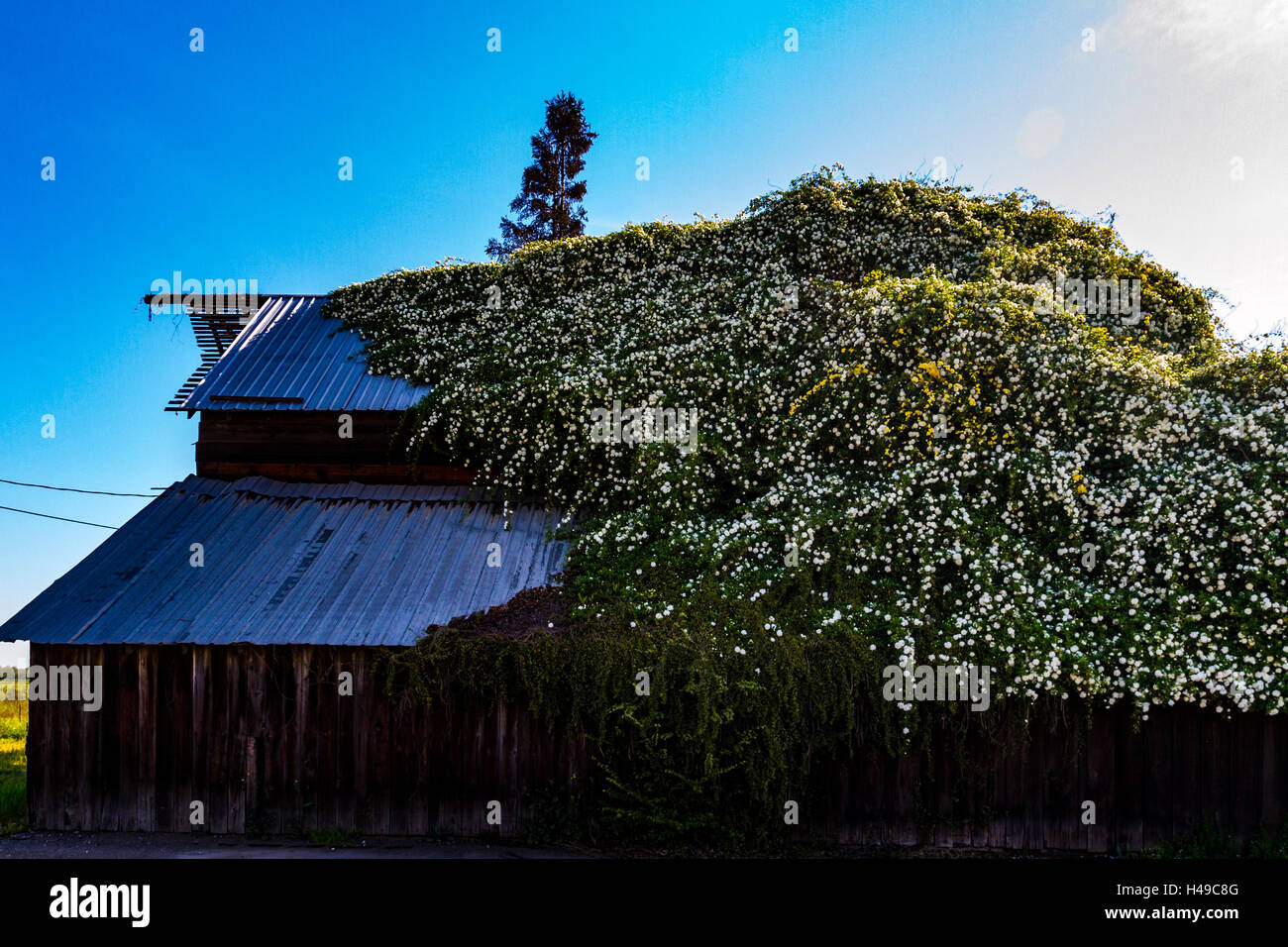 Une vieille grange en Modesto Californie couverts par rosiers grimpants Banque D'Images