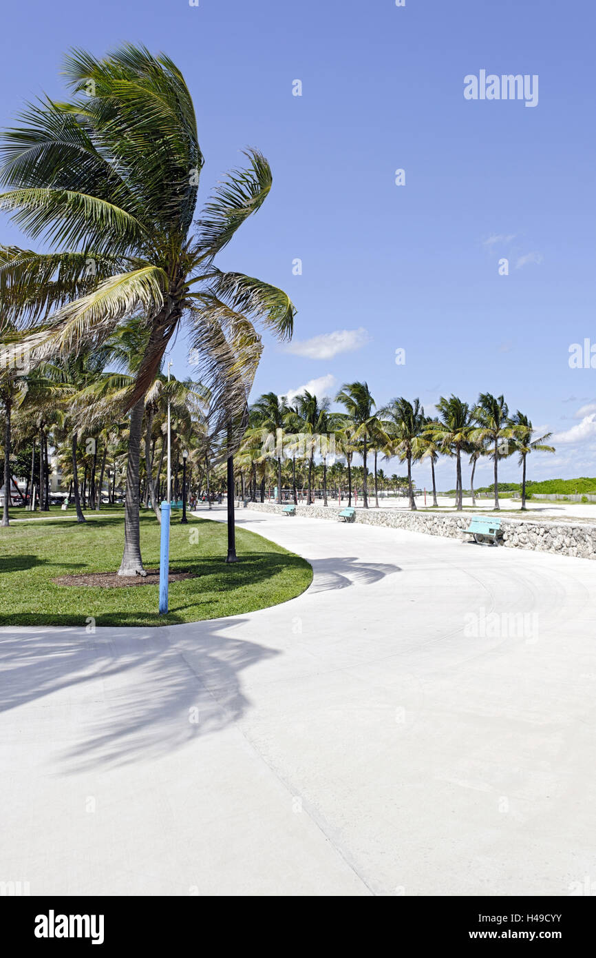 Palmiers dans le parc Lummus, Ocean Terrace, Miami South Beach, quartier Art déco, Florida, USA, Banque D'Images