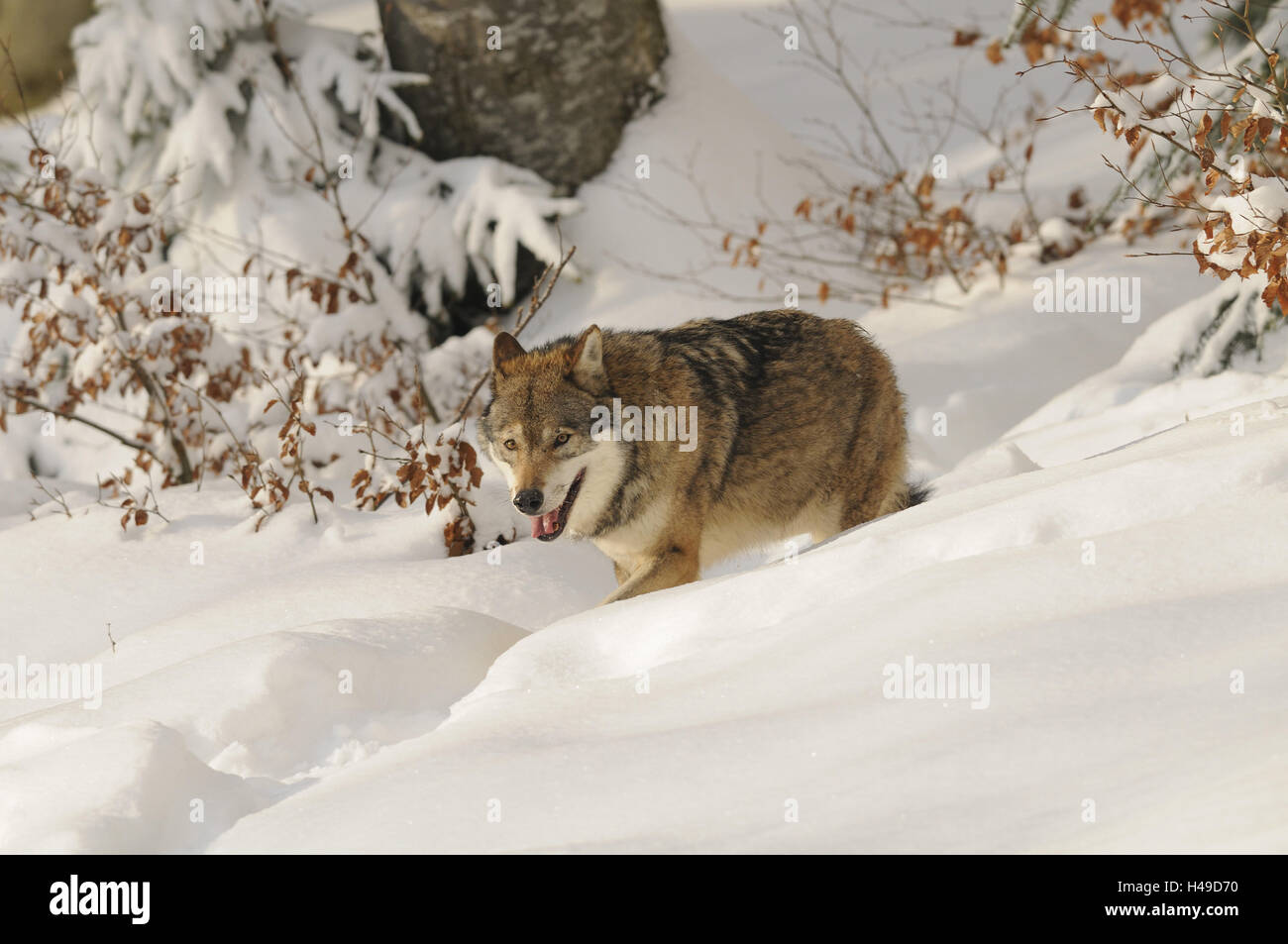 Le loup, vue latérale, neige, hiver, Banque D'Images