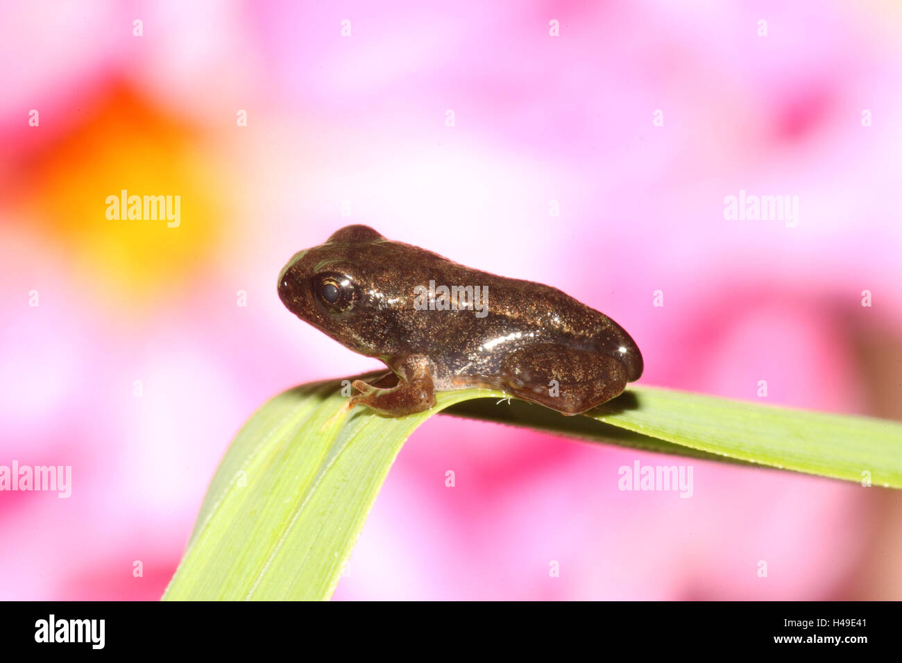 Les jeunes feuilles, herbe, grenouille Banque D'Images