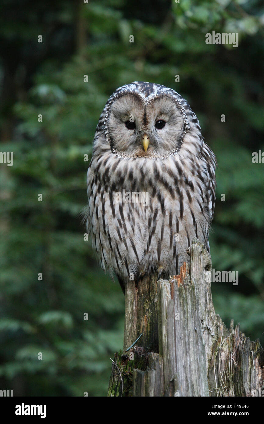 Hawk's Owl, souche d'arbre, Banque D'Images