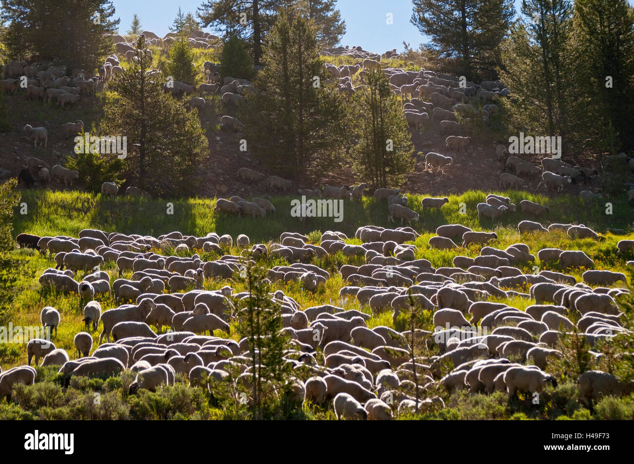 En retrait de la brebis, Festival, des moutons paissant dans les rochers des montagnes près de Sun Valley, Idaho, USA Banque D'Images