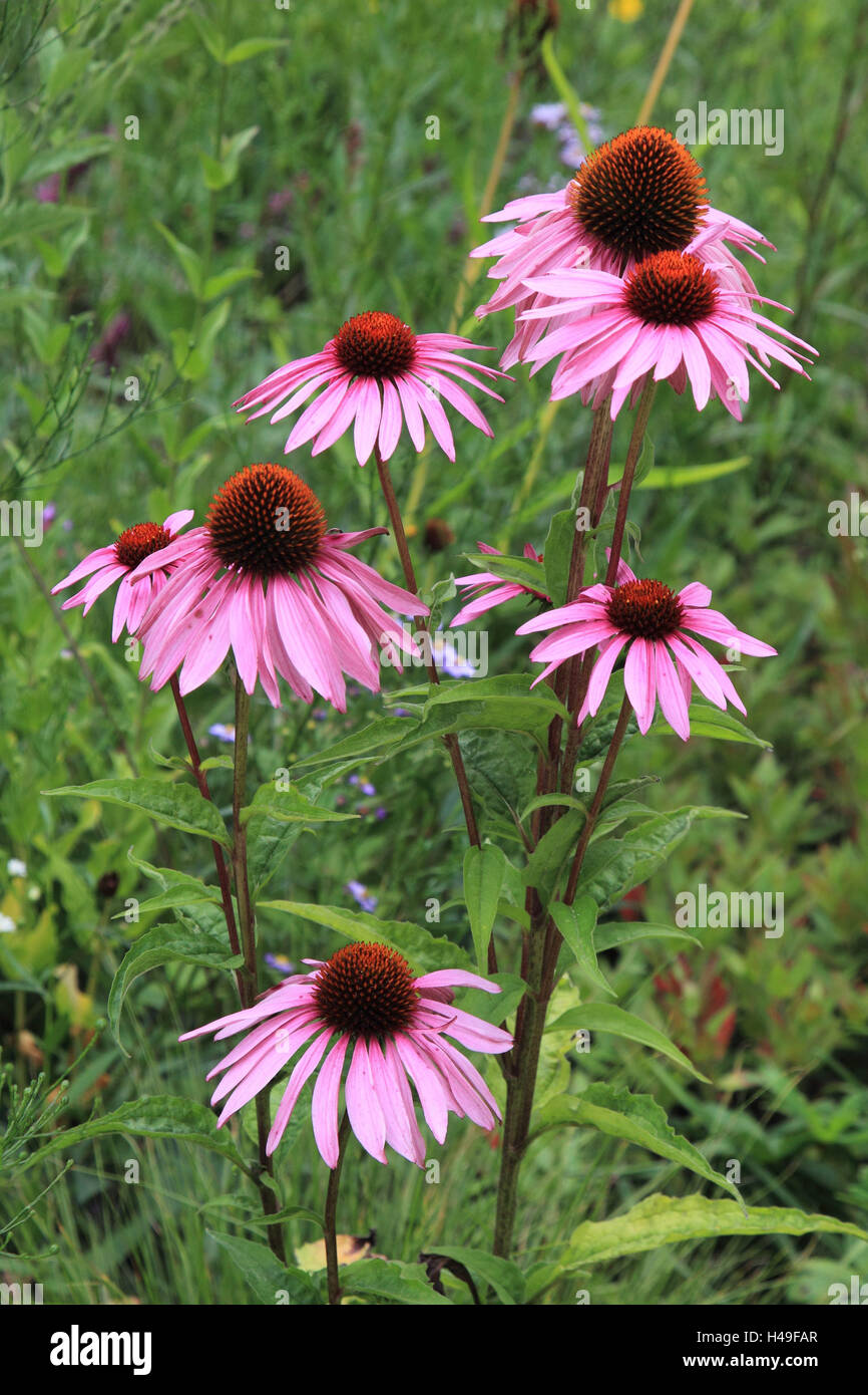 Chapeau Solaire Fleur Rose Fleurs Format Vertical