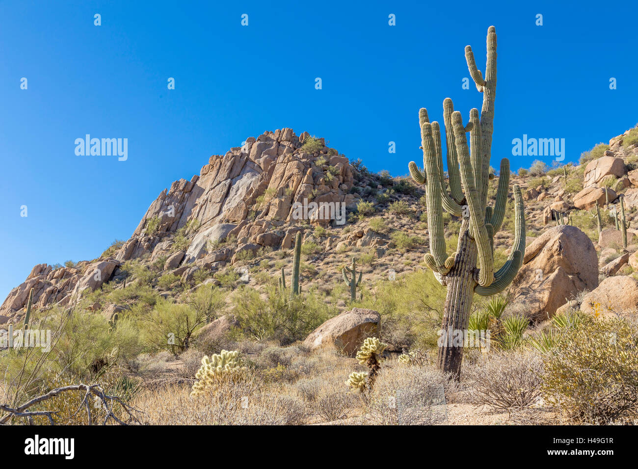 Pinnacle Peak et Saguaro Cactus Banque D'Images