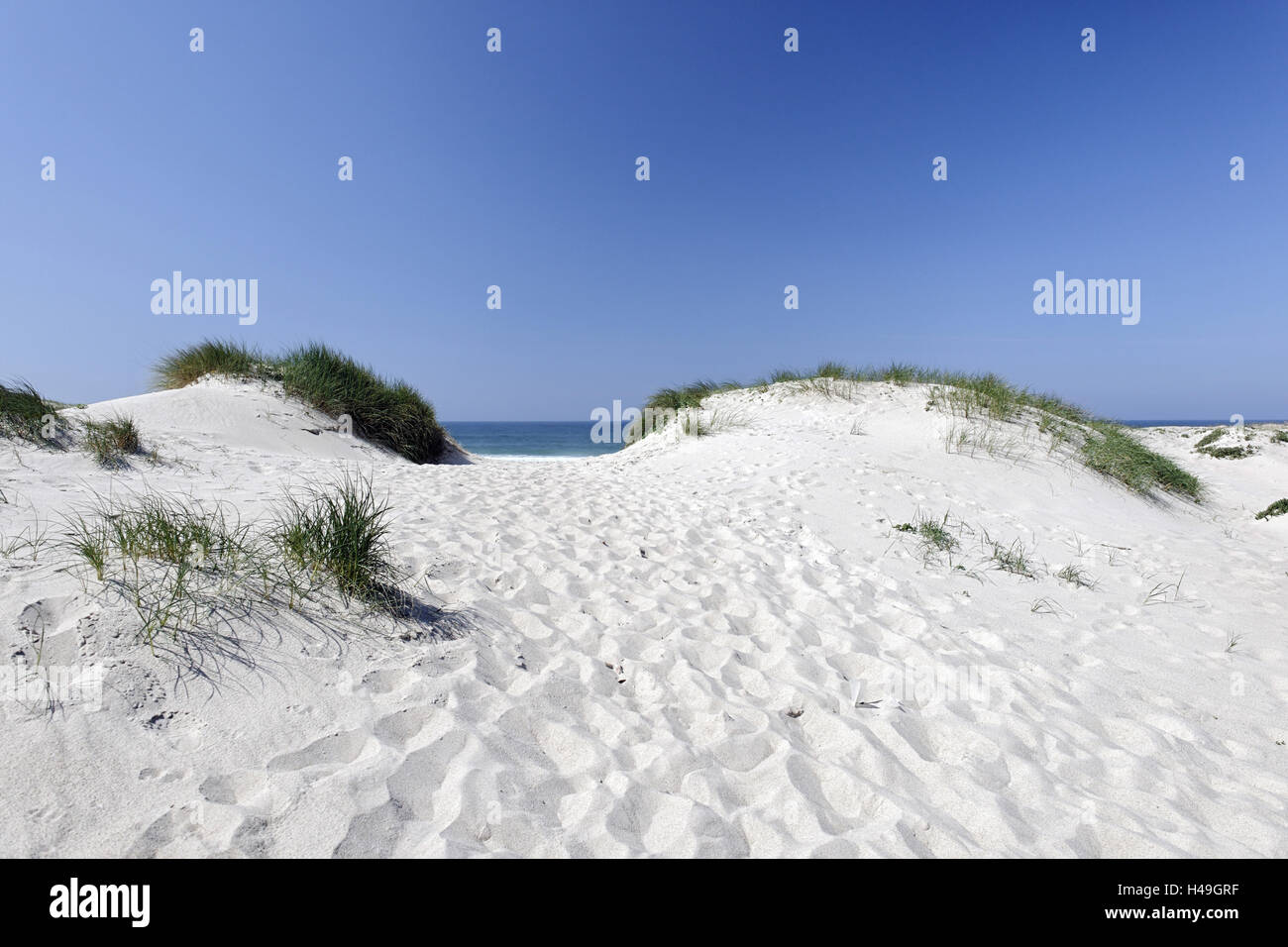 Dunes de sable, la végétation des dunes, la côte atlantique portugaise, Praia d'el Rey, Obidos, Portugal, Banque D'Images