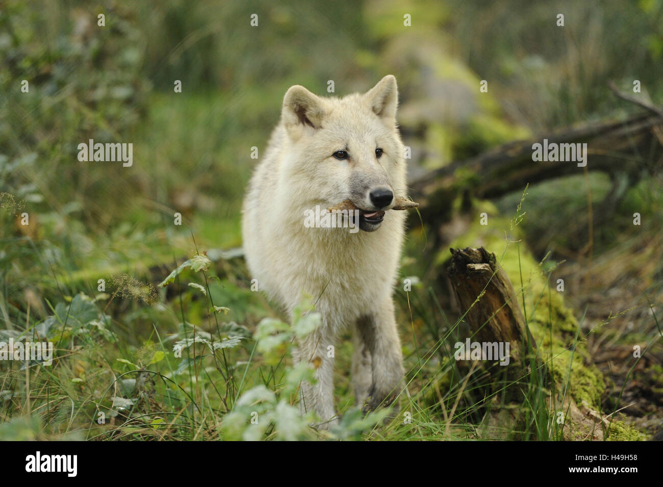 Loup arctique, Canis lupus arctos, jeune loup, debout, de face, looking at camera, Banque D'Images
