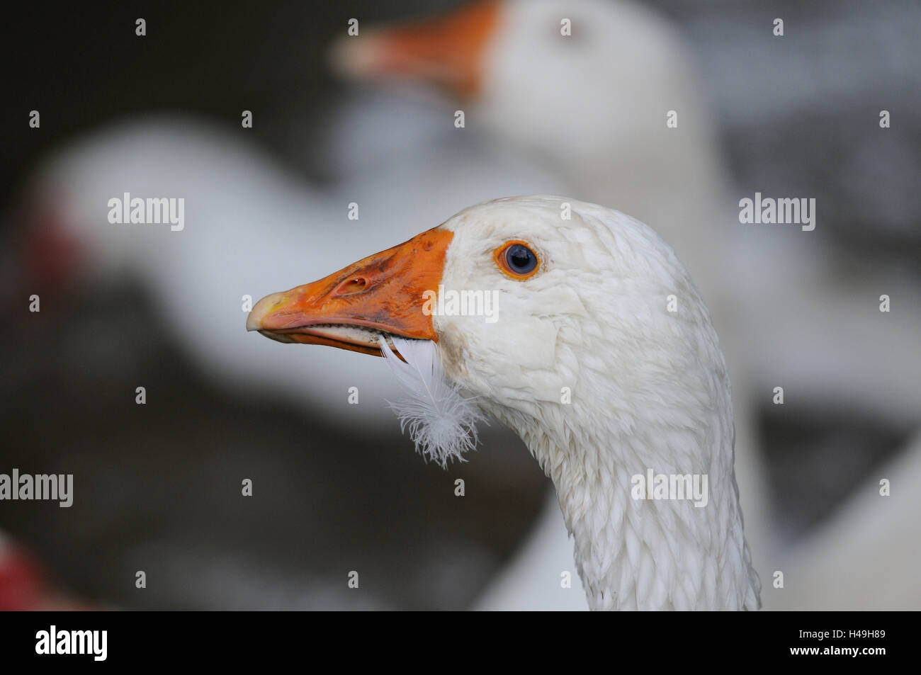 L'oie domestique, Anser anser domesticus, blanc, portrait, side view, Banque D'Images