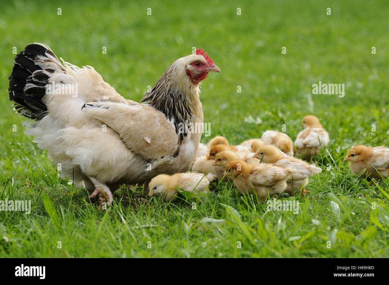 Poulet, Gallus gallus domesticus, gloussant poule, Poussin, prairie, vue latérale, Banque D'Images