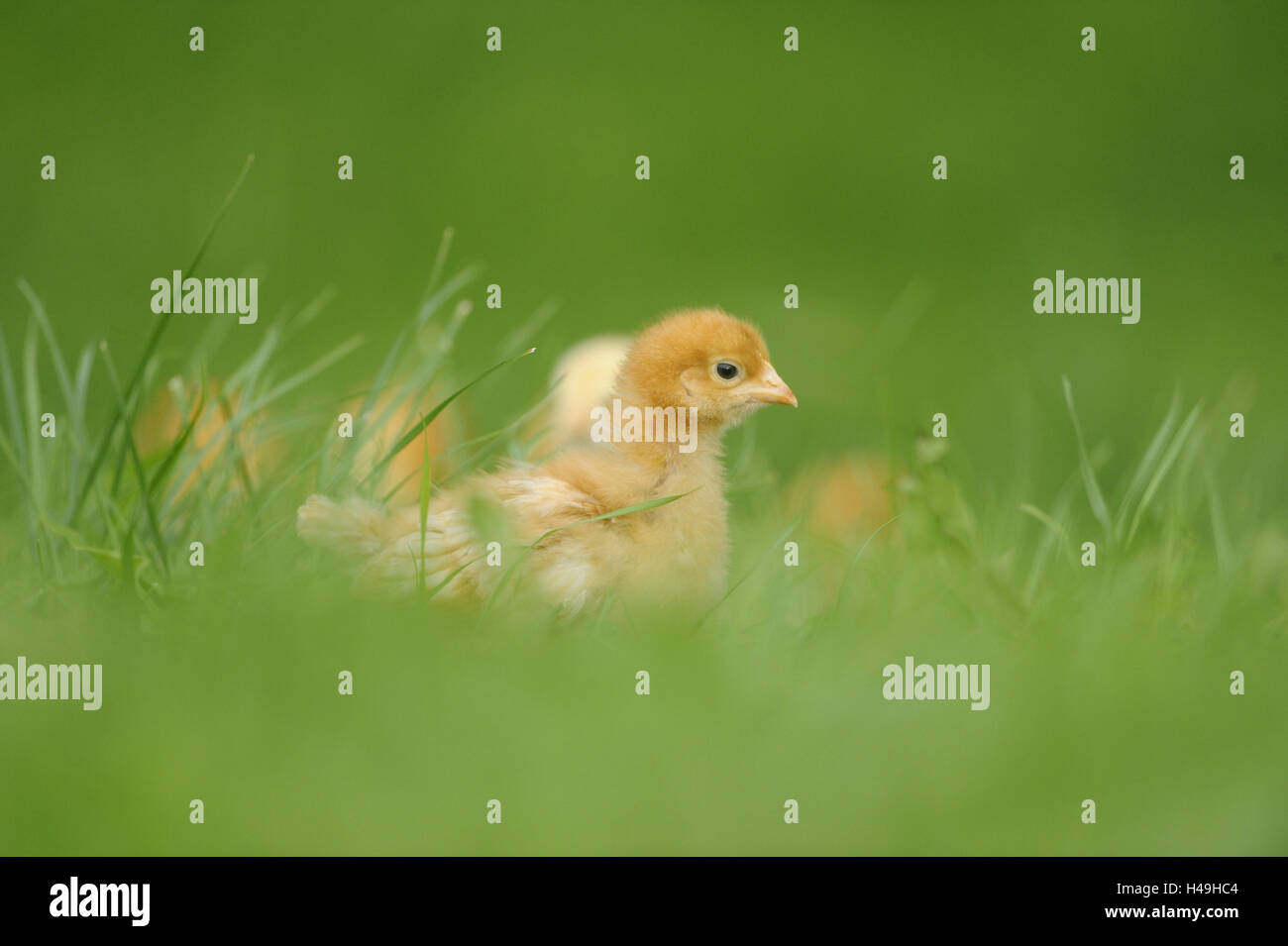 Poulet, Gallus gallus domesticus, chick, meadow, debout, en vue latérale, Banque D'Images