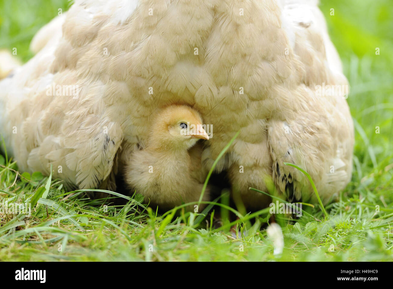 Poulet, Gallus gallus domesticus, gloussant poule, Poussin, prairie, vue avant, Banque D'Images