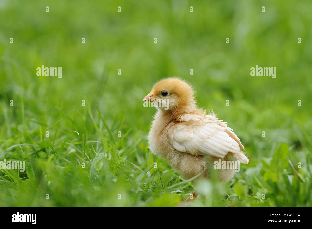 Poulet, Gallus gallus domesticus, chick, meadow, debout, en vue latérale, Banque D'Images