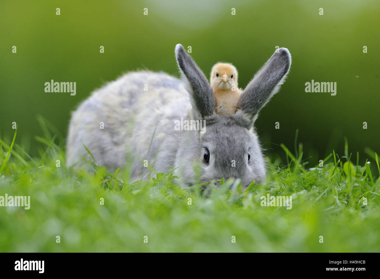 Hare, Lepus, volailles, poussins Gallus gallus domesticus, looking at camera, Banque D'Images
