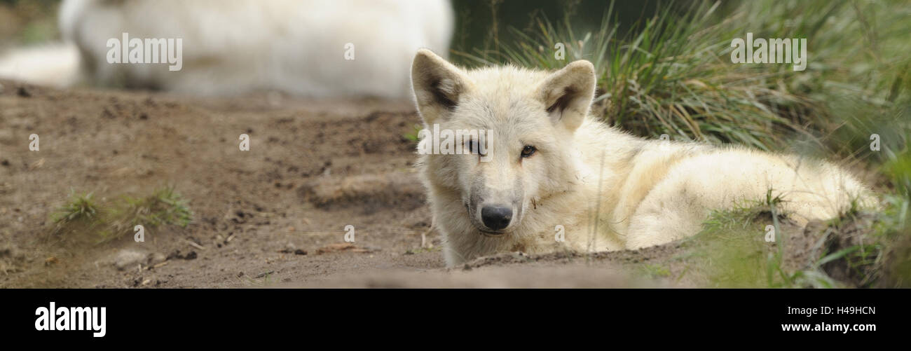 Loup arctique, Canis lupus arctos, jeune loup, couché, side view, looking at camera, Banque D'Images