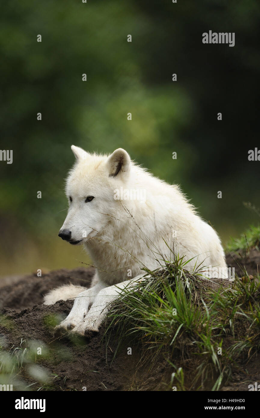 Loup arctique, Canis lupus arctos, mensonge, vue latérale, Banque D'Images