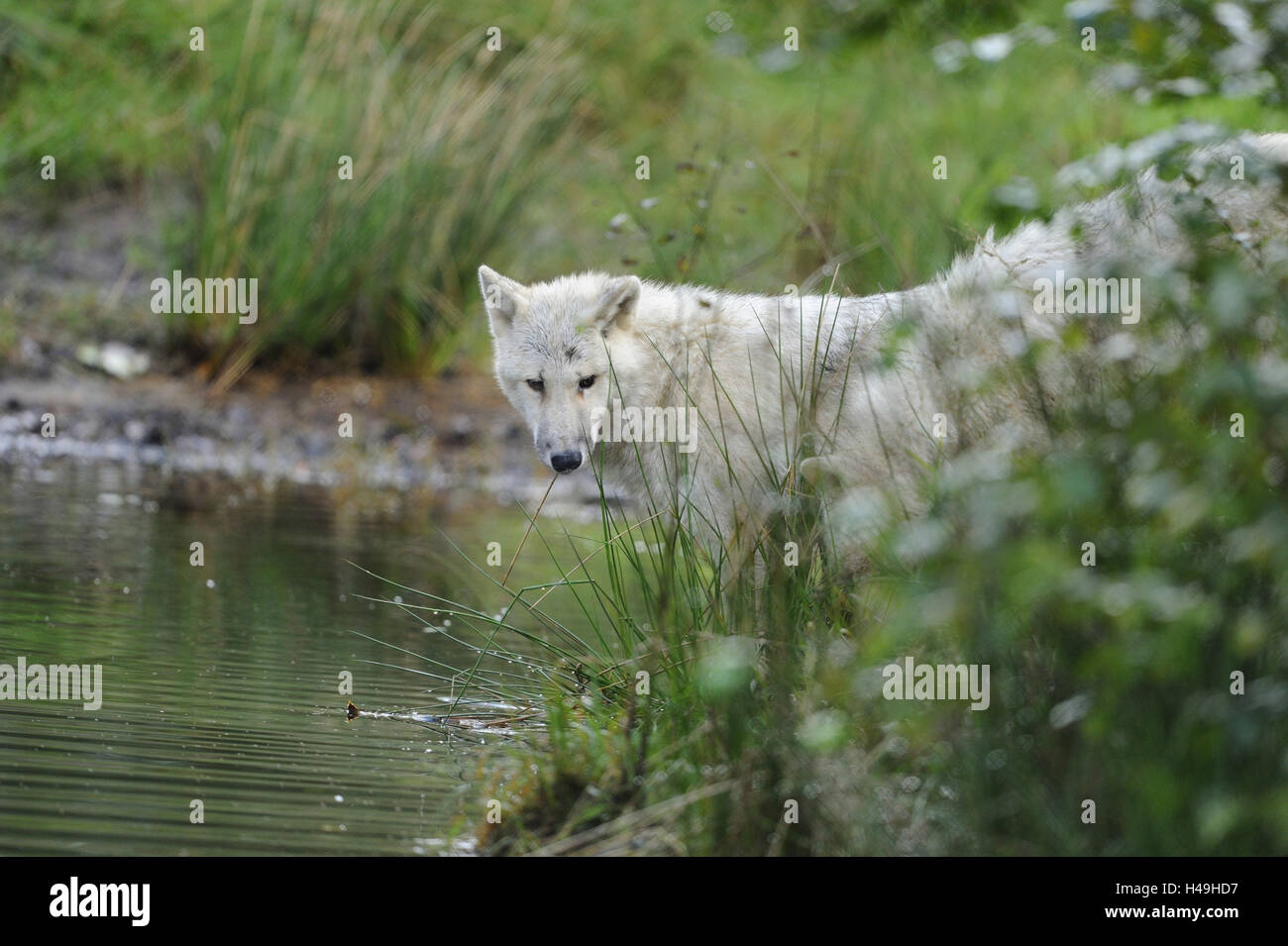 Loup arctique, Canis lupus arctos, jeune loup, debout, vue de côté, looking at camera, Banque D'Images