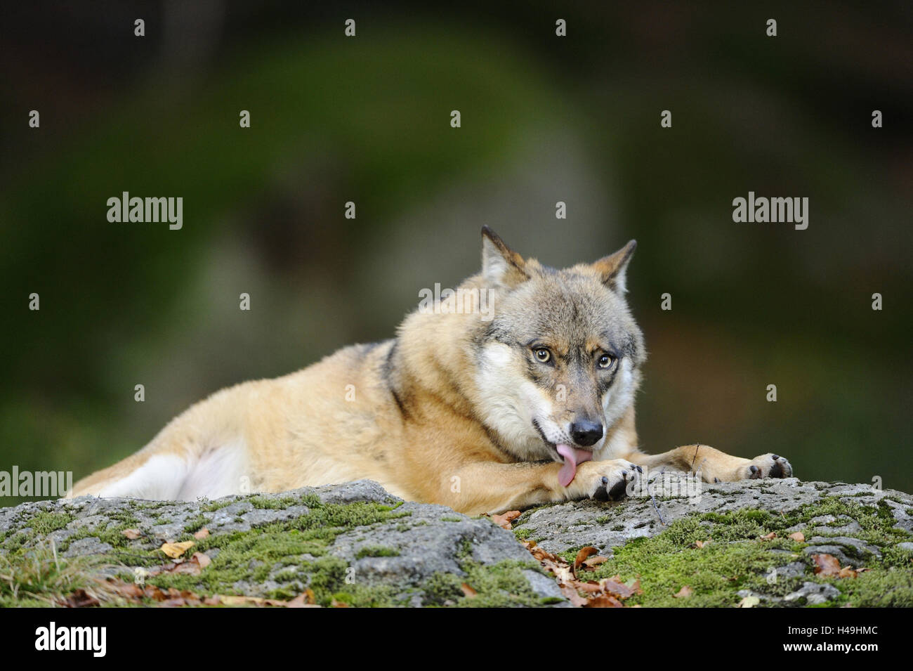 Loup eurasien, Canis lupus lupus, rock, mensonge, looking at camera, Banque D'Images