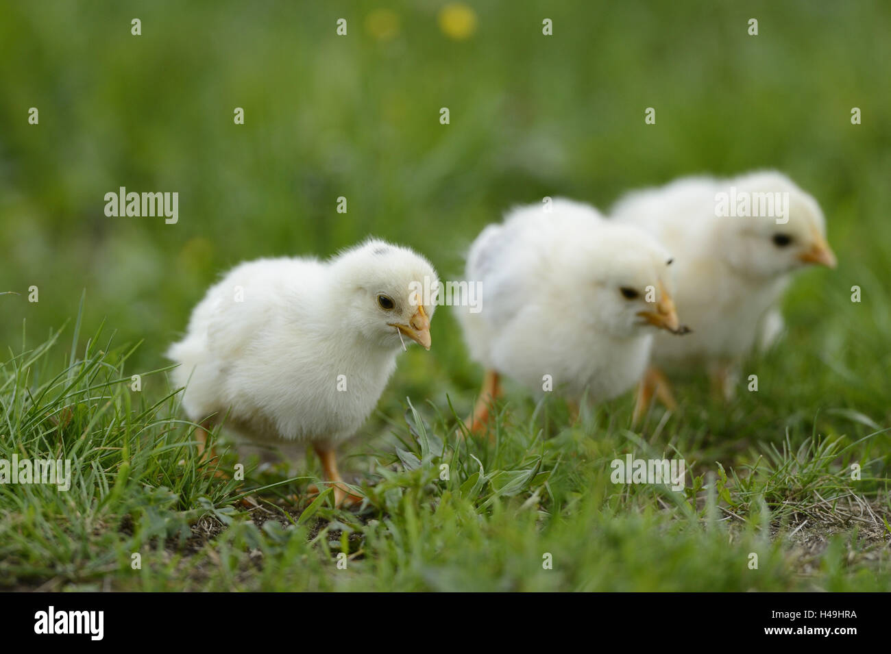 Poulet, Gallus gallus domesticus, poussins, pré, vue de côté, debout, Banque D'Images