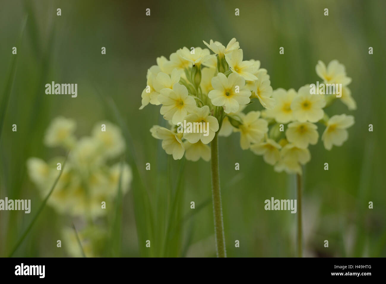 Forest, Primrose Primula elatior, blossom, Banque D'Images