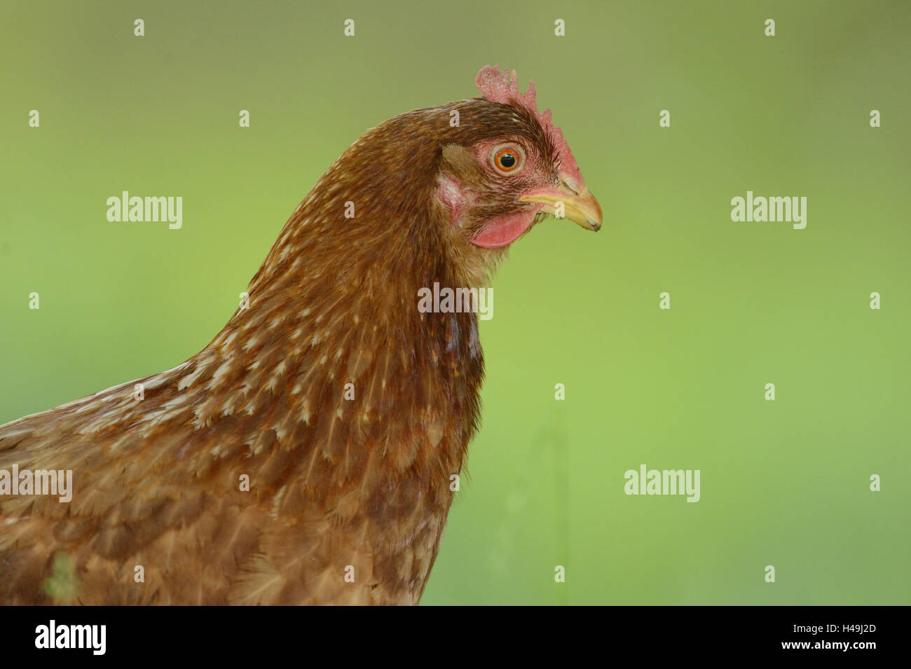 Poulet, Gallus gallus domesticus, Hen, demi-portrait, side view, Banque D'Images
