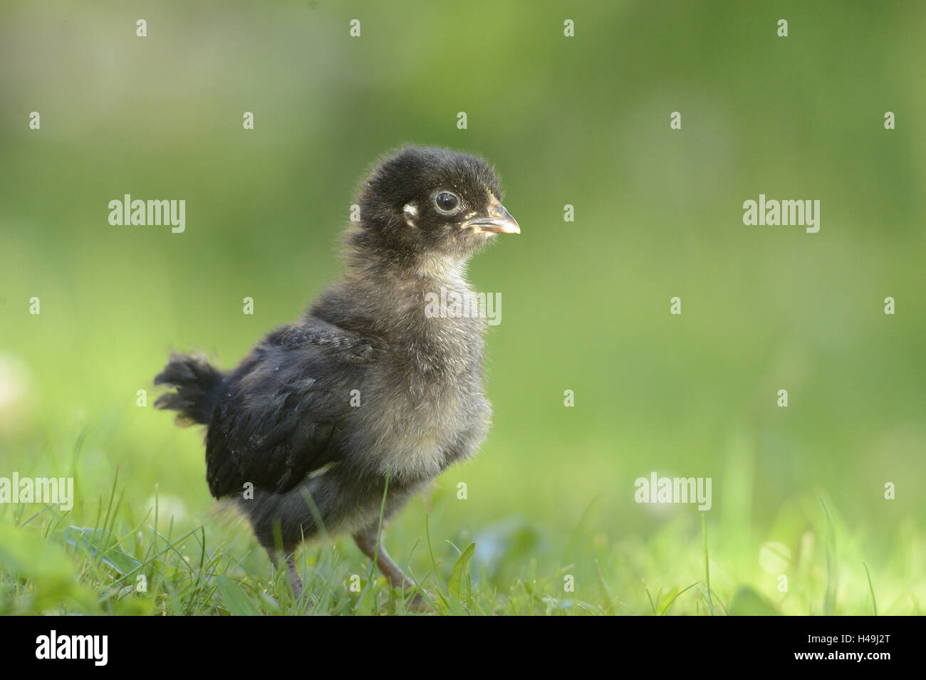 Poulet, Gallus gallus domesticus, chick, noir, prairie, vue de côté, debout, Banque D'Images