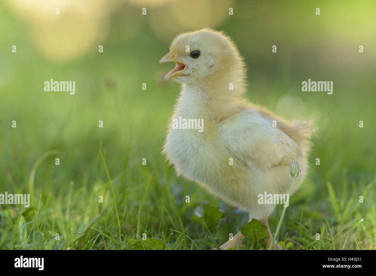 Poulet, Gallus gallus domesticus, chick, jaune, prairie, vue de côté, debout, Banque D'Images