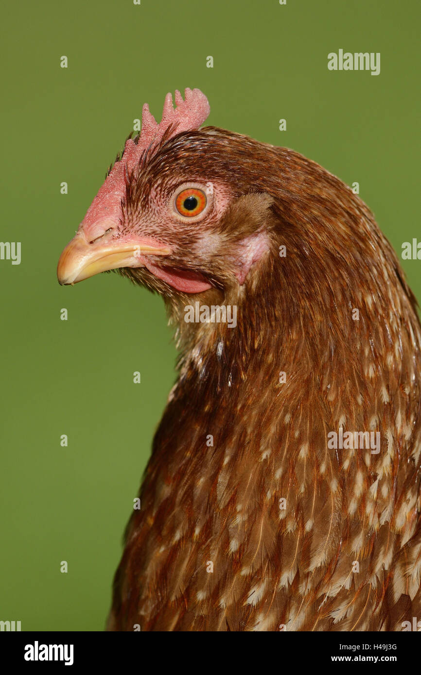 Poulet, Gallus gallus domesticus, Hen, portrait, side view, Banque D'Images