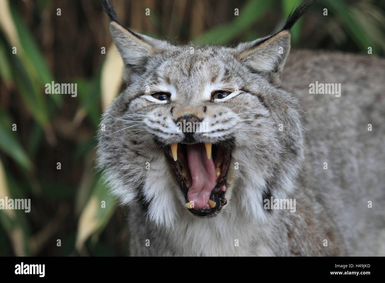 Lynx de Sibérie, Banque D'Images
