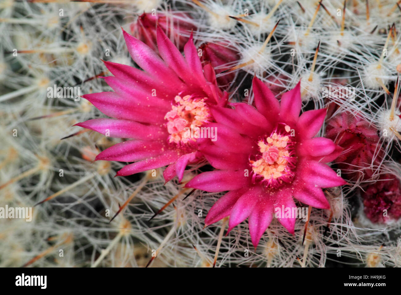 Cactus en fleur, s canelensis, Close up, Banque D'Images