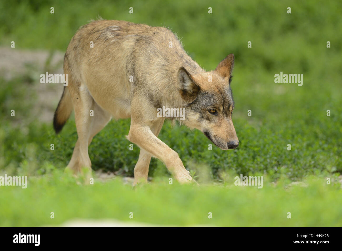 Eastern Timber Wolf, Canis lupus lycaon, pré, tournant, vue latérale, Banque D'Images