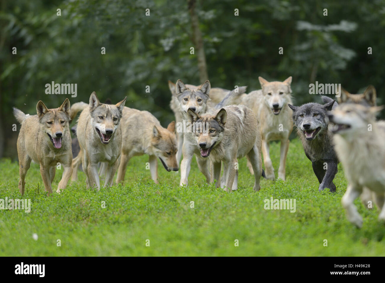 Bois de l'est le loup, Canis lupus lycaon, prairie, vue avant, tournant, looking at camera, Banque D'Images