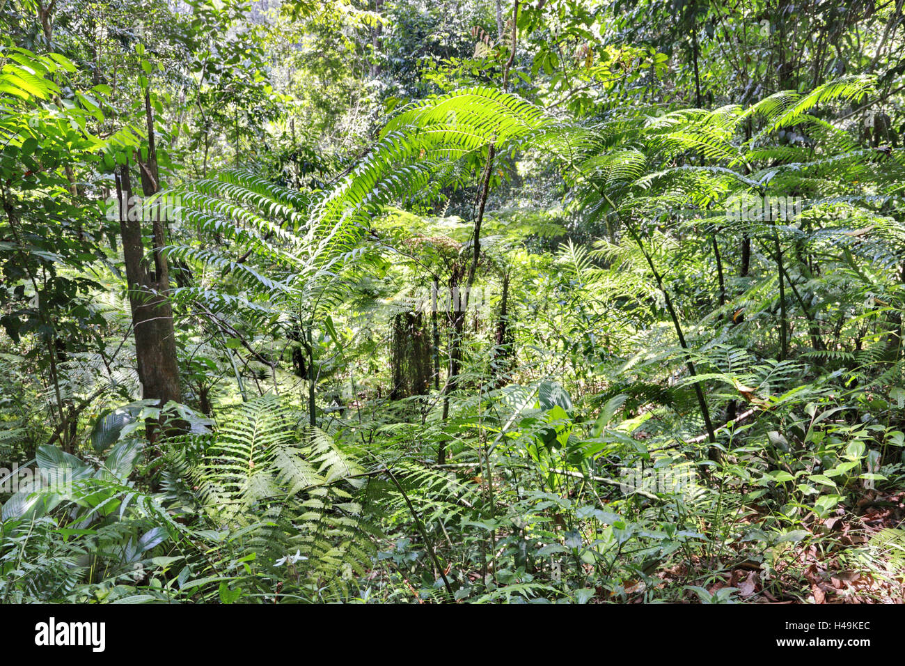 Sri Lanka, réserve forestière de Sinharaja, forêt tropicale humide, Banque D'Images