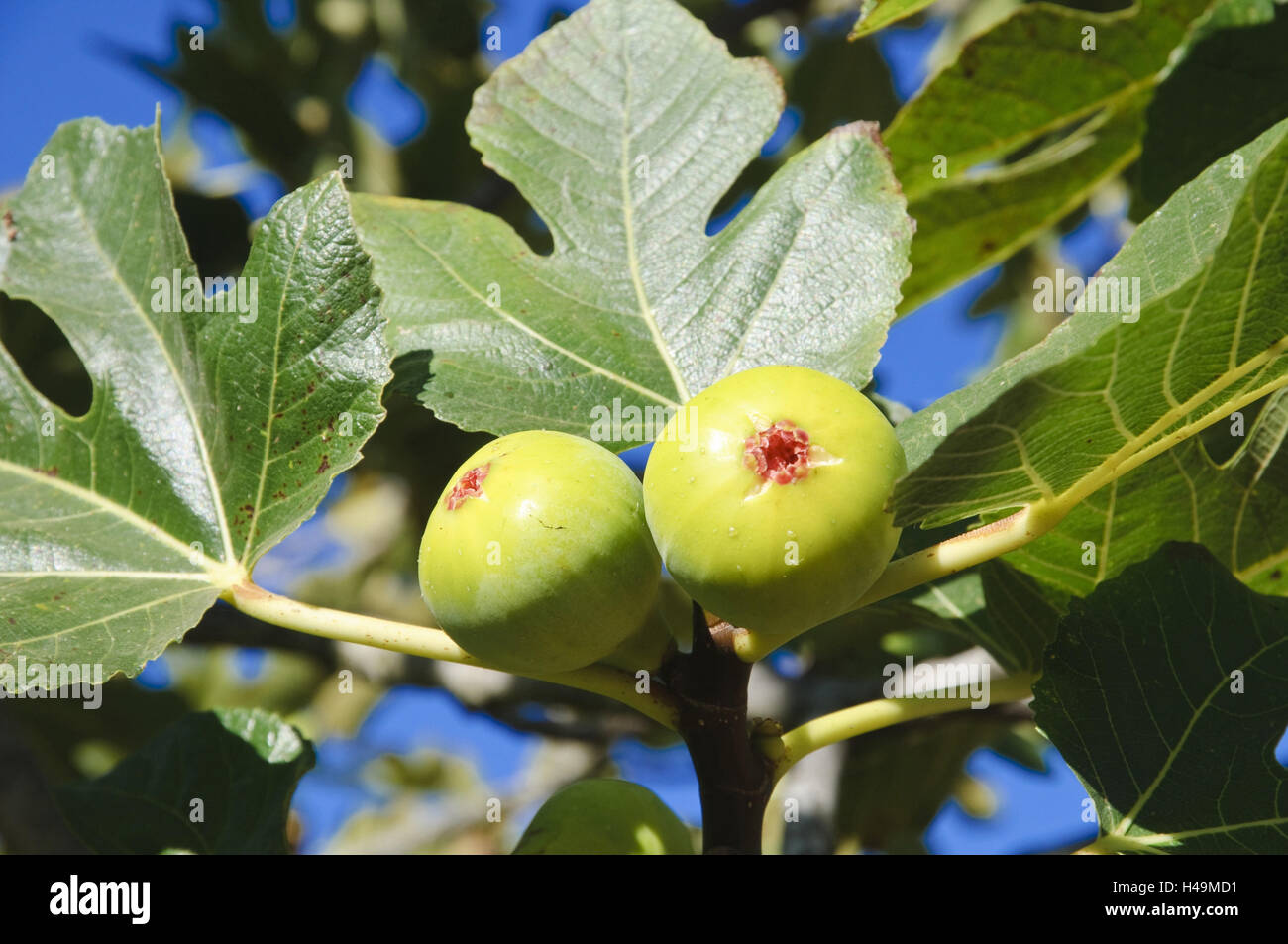 Figues vert dans l'arbre, Majorque, Espagne, Banque D'Images