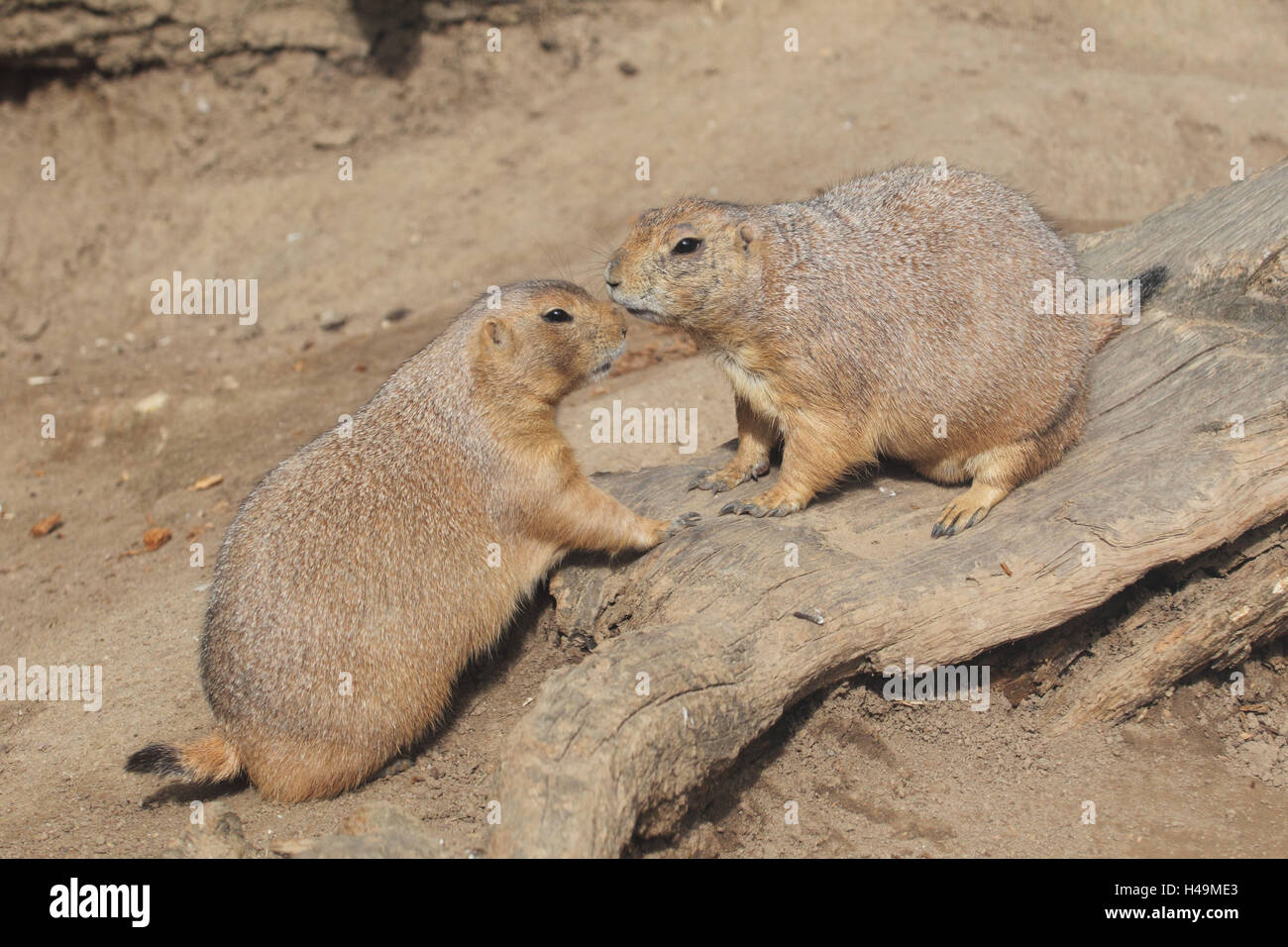 Chien de prairie à queue noire, Banque D'Images