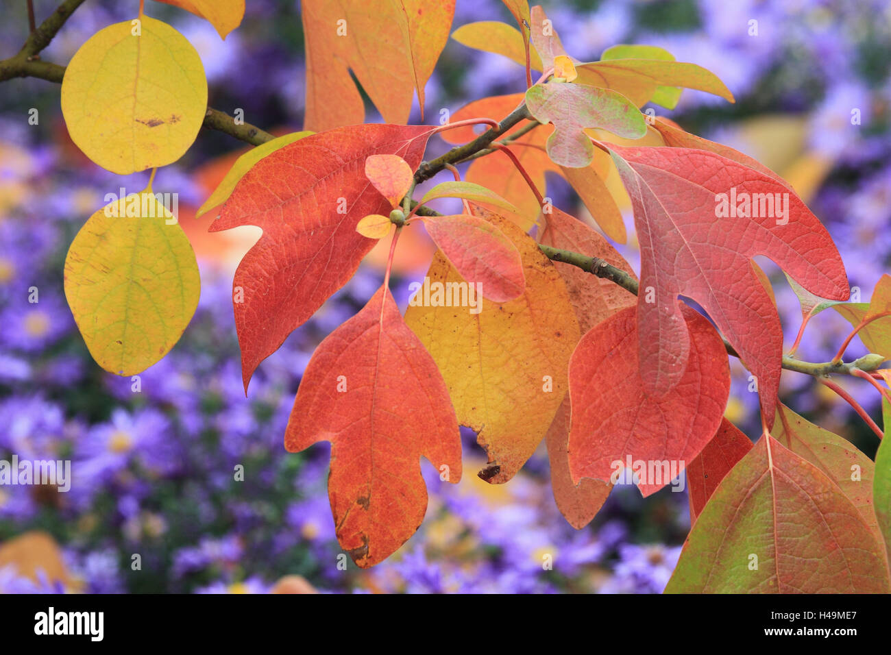 American fever tree à l'automne, Banque D'Images