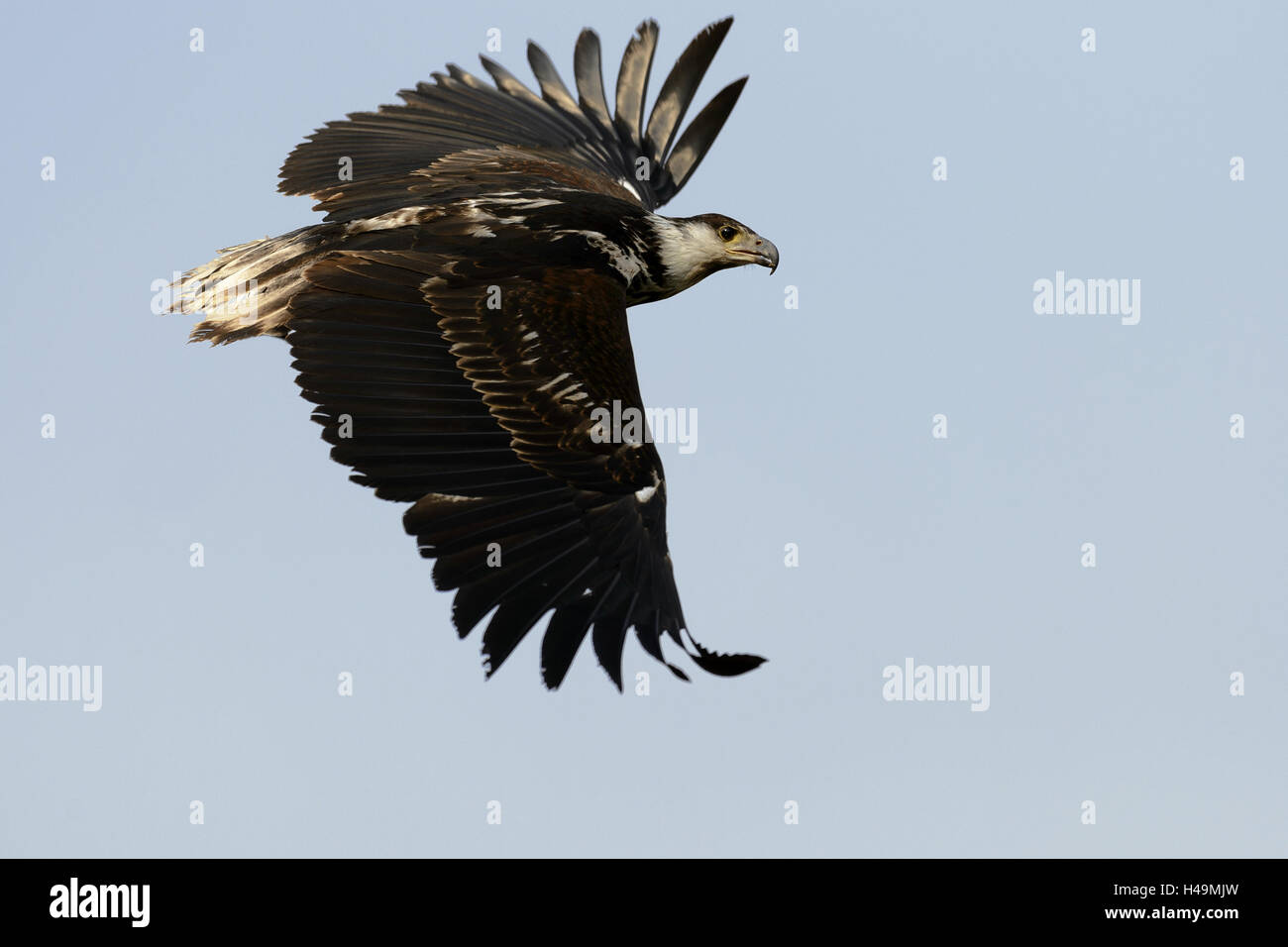 Shout lake eagle, jeune oiseau en vol, Haliaeetus vocifer, Banque D'Images