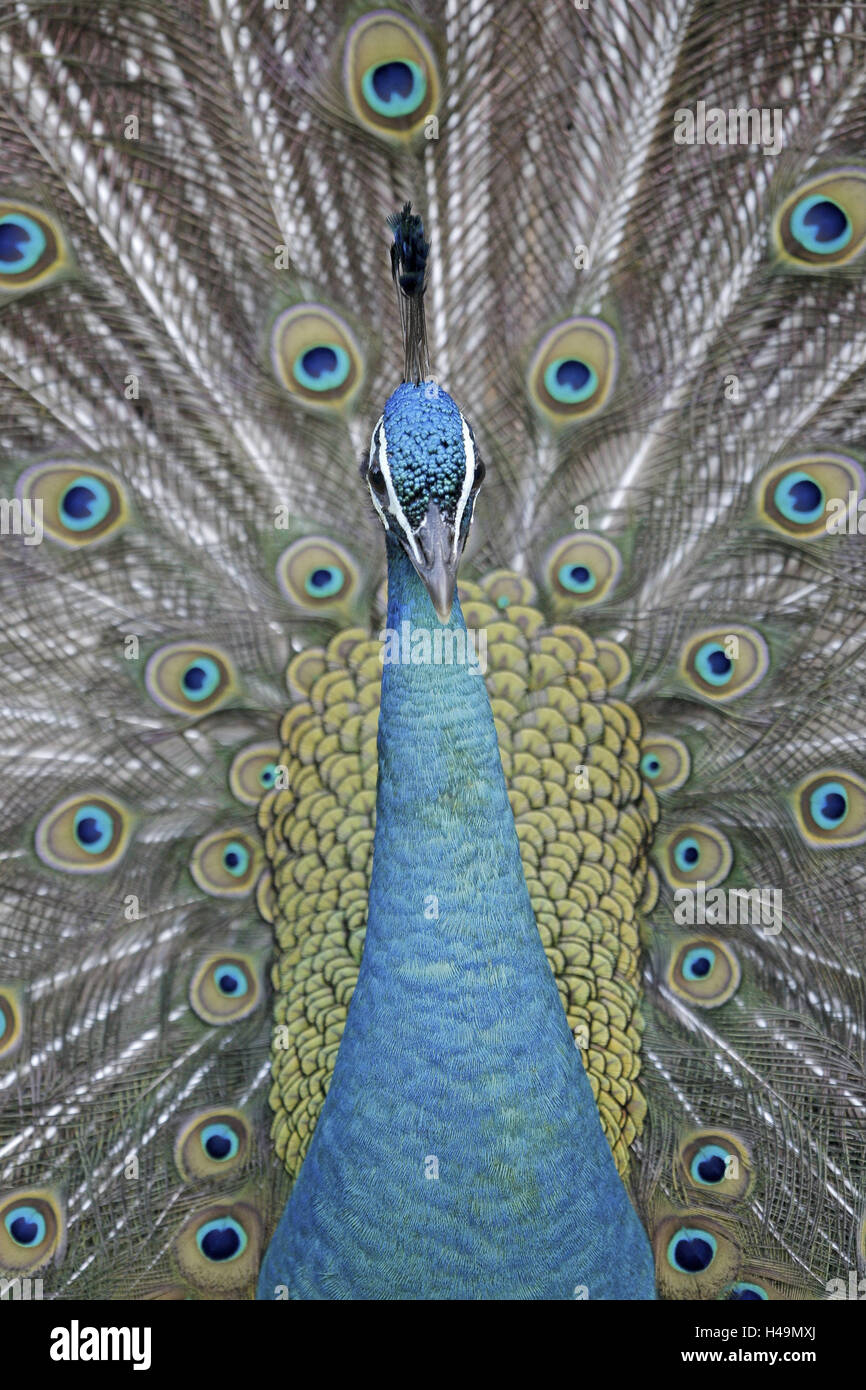 Paon bleu Pavo cristatus,,, portrait Banque D'Images