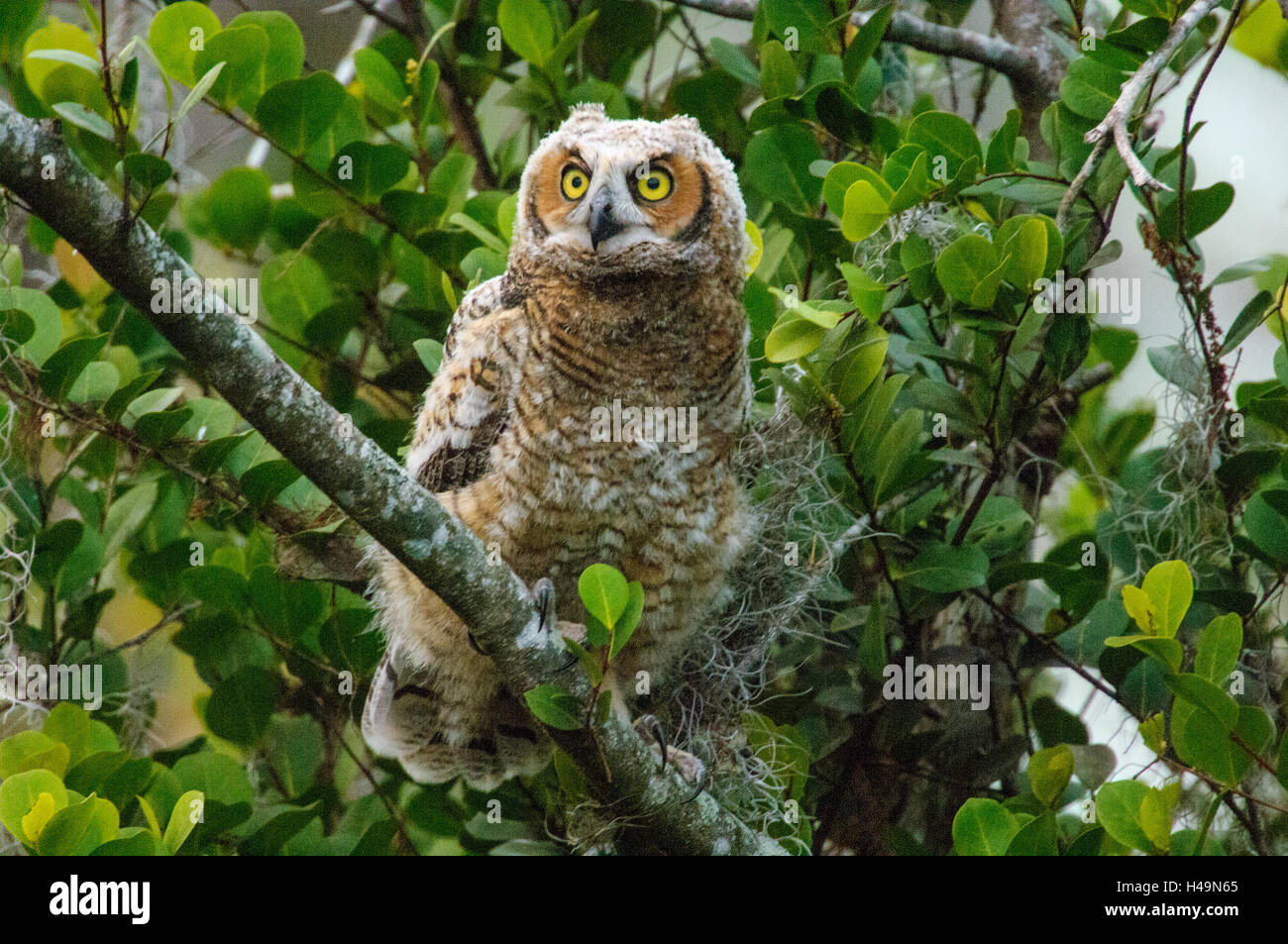 Grand-duc d'Amérique (Bubo virginianus), premier jour de nid, Arthur R Marshall National Wildlife Reserve - Wellington, en Floride, Banque D'Images