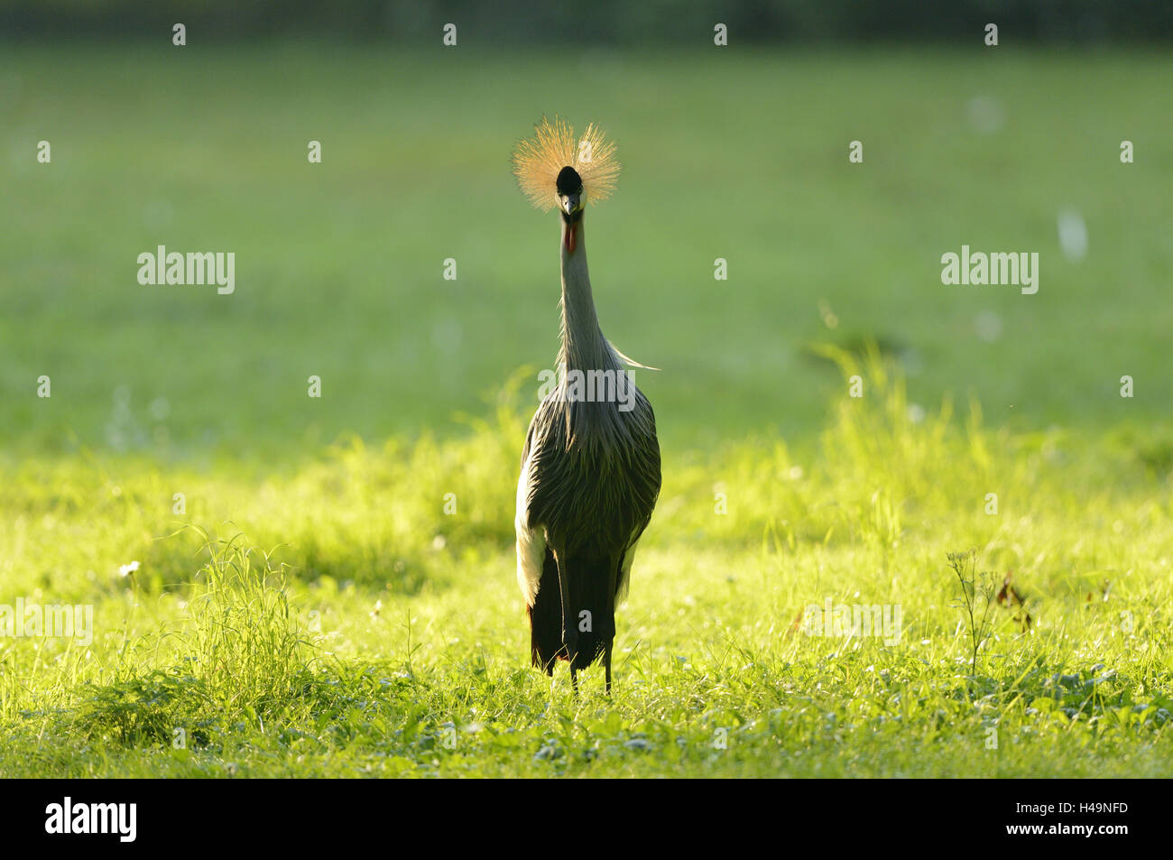 Grue couronnée grise, Balearica regulorum, meadow, debout, de face, looking at camera, Banque D'Images