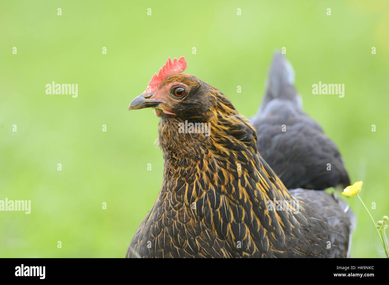 Poulet domestique, Gallus gallus domesticus, Hen, demi-portrait, side view, Banque D'Images