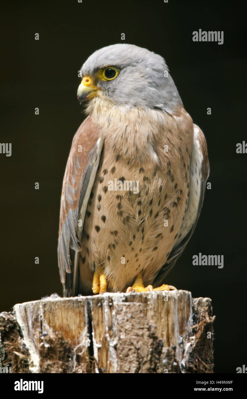 Faucon crécerellette, Falco naumanni, Banque D'Images
