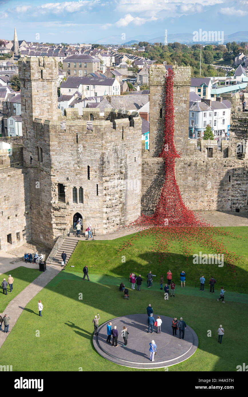 La fenêtre d'affichage de pleurs coquelicots l'installation 'Blood a balayé les terres et les mers de Red' au château de Caernarfon. Credit : Fotan/Alamy Live News Banque D'Images