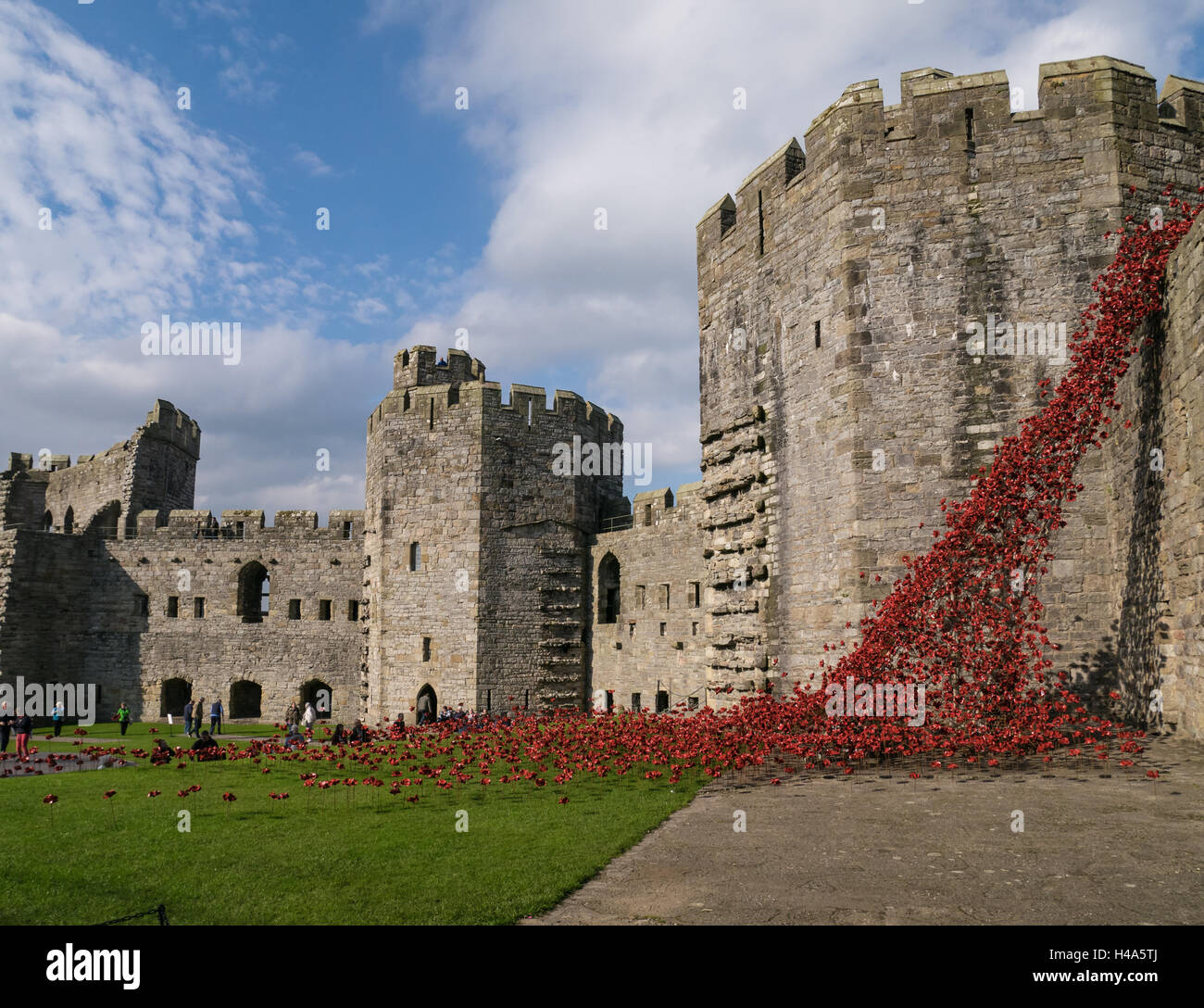 Caernarfon, Pays de Galles, le 14 octobre, 2016. La fenêtre d'affichage de pleurs coquelicots l'installation 'Blood a balayé les terres et les mers de Red' au château de Caernarfon. Credit : Fotan/Alamy Live News Banque D'Images